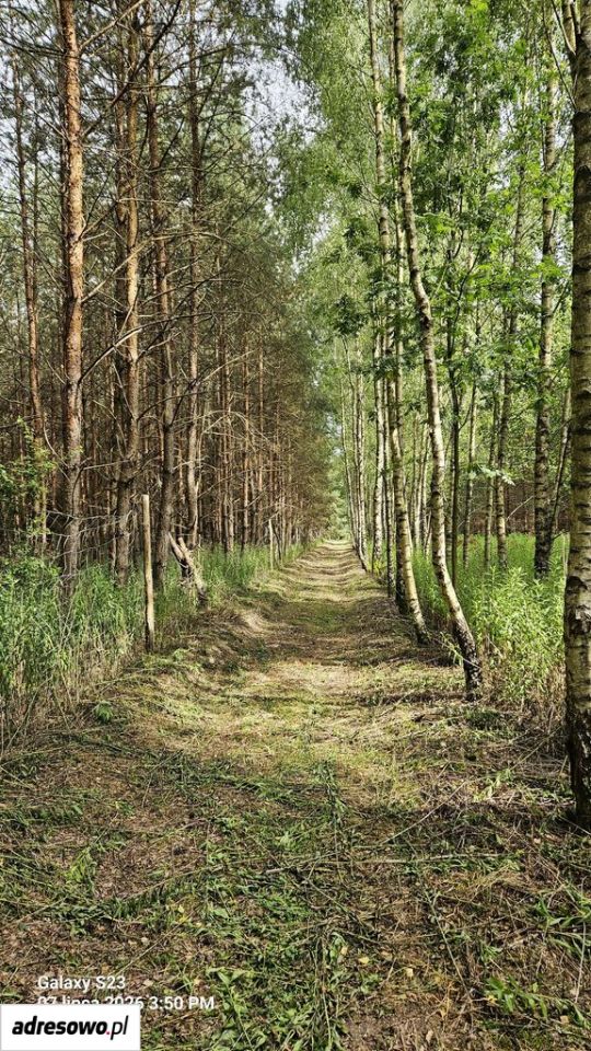 Działka leśna Raciszów. Zdjęcie 3
