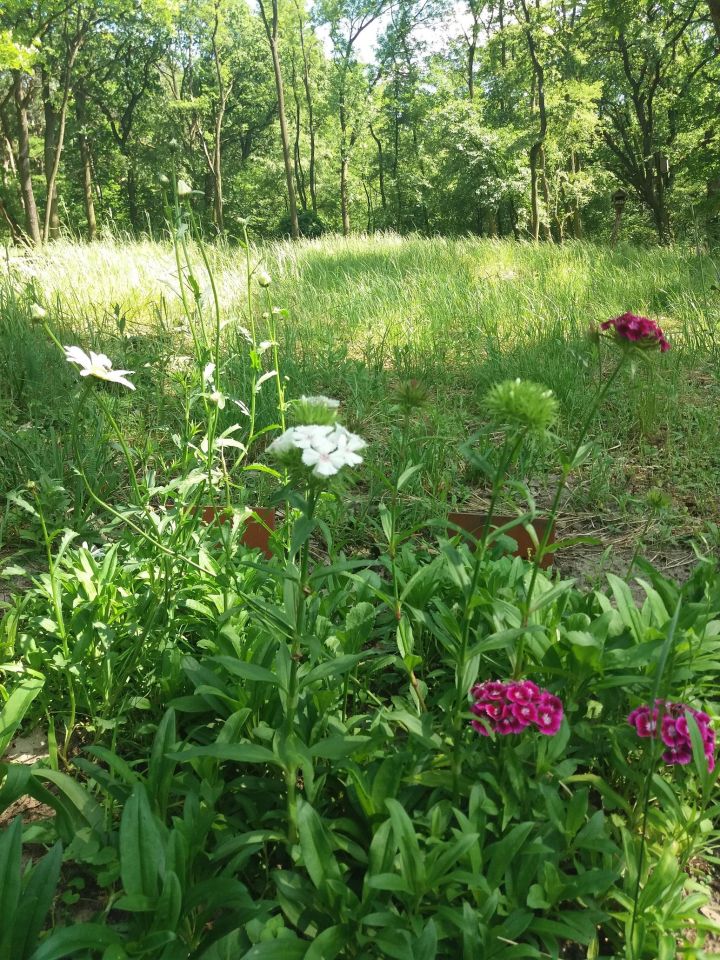 Działka budowlana Józefów Dębinka, ul. Daleka. Zdjęcie 8