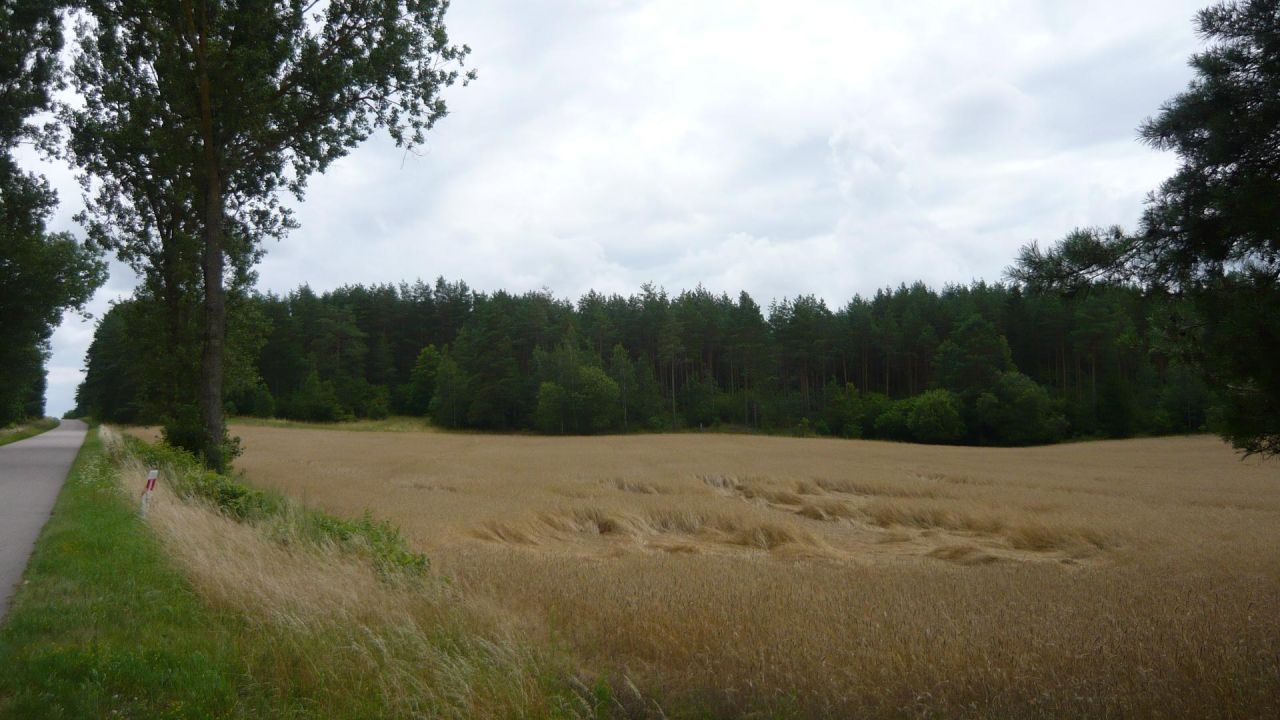 Działka leśna Malawicze Dolne. Zdjęcie 6