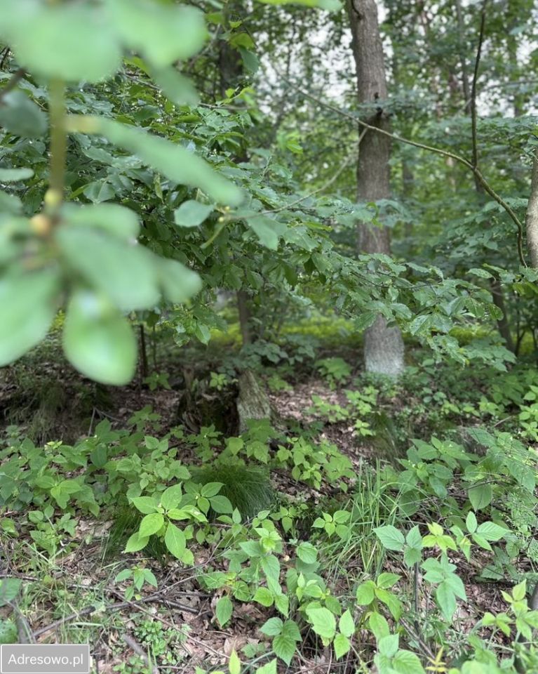 Działka budowlana Lubków. Zdjęcie 8