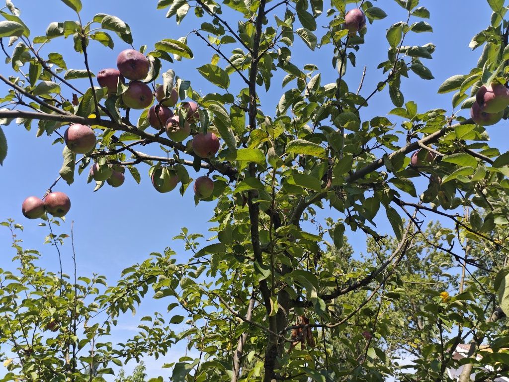 Działka rod Stargard, ul. Klonowa. Zdjęcie 7