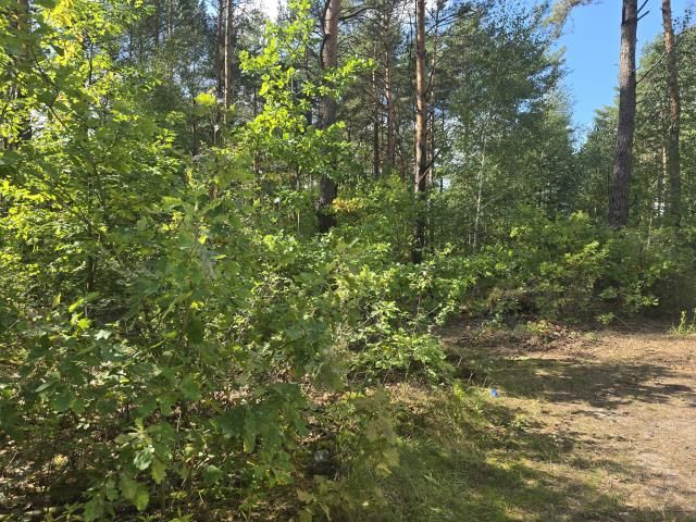 Działka leśna Wołomin Mironowe Górki, ul. Lipowa. Zdjęcie 4