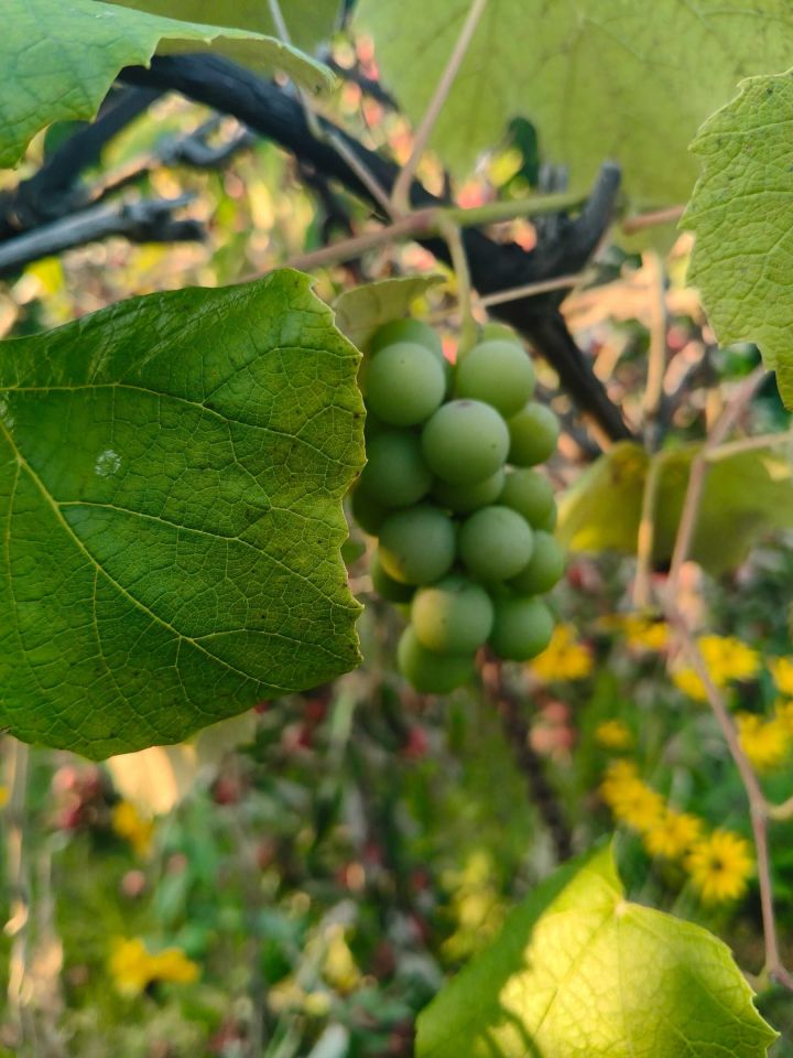 Działka rod Częstochowa Kiedrzyn, ul. św. Brata Alberta. Zdjęcie 3