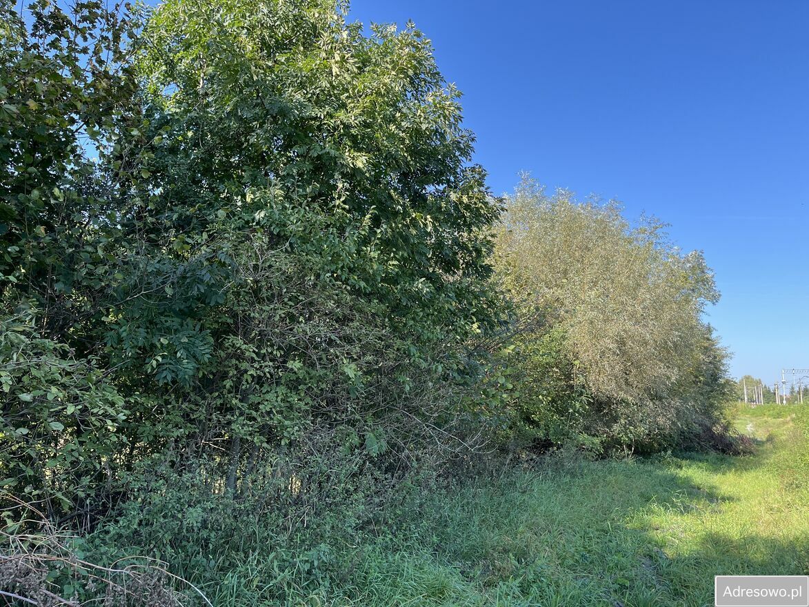 Działka rolna Trawniki-Kolonia. Zdjęcie 5