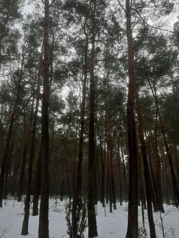 Działka leśna Zakrzewo Kościelne Zakrzewo-Błota. Zdjęcie 4