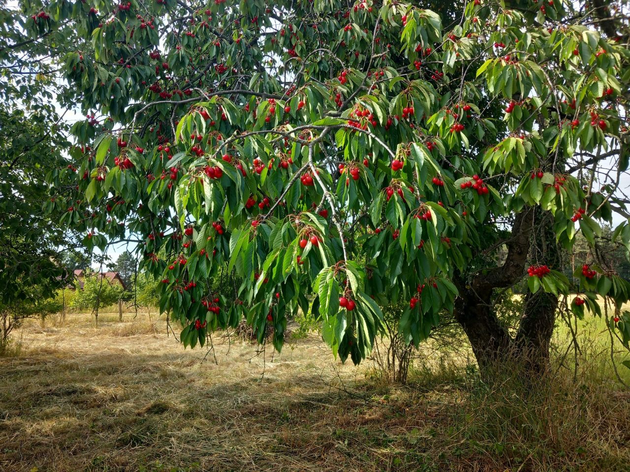 Działka budowlana Przytok, ul. Słoneczna. Zdjęcie 3