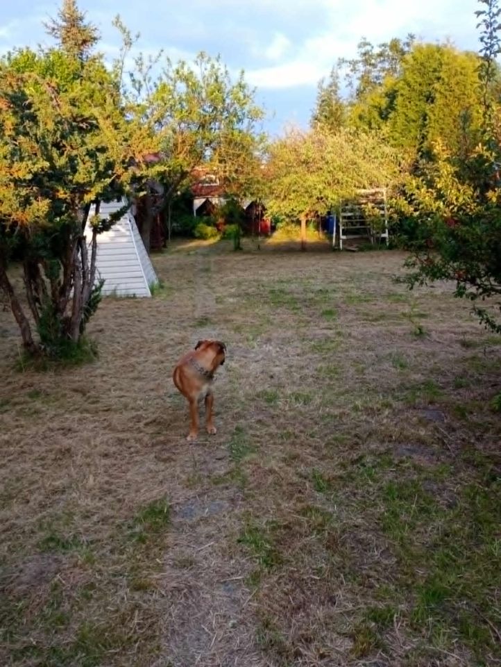 Działka rod Tarnobrzeg Mokrzyszów, ul. Zamkowa. Zdjęcie 9