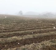 Działka siedliskowa Brzozowica. Zdjęcie 2