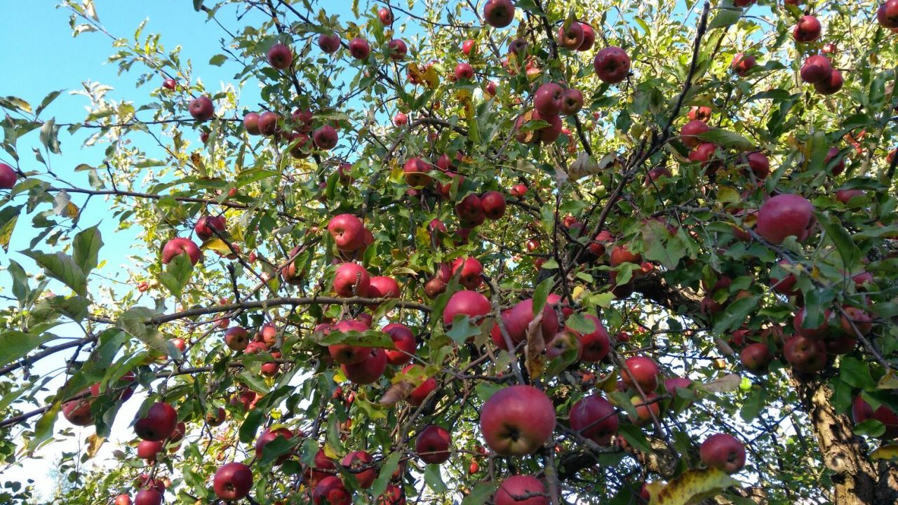 Działka rod Wójtowo. Zdjęcie 2