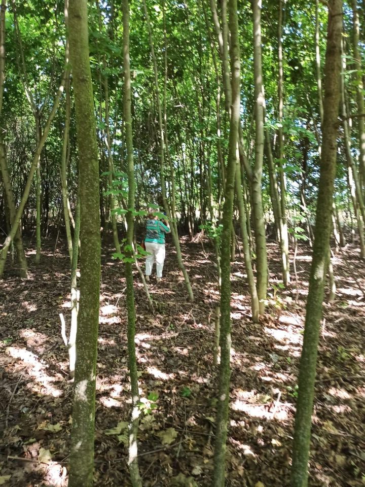 Działka inwestycyjna Ścinawa, ul. Legnicka. Zdjęcie 5