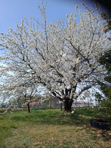 Działka rod Starogard Gdański Centrum, ul. Hermanowska. Zdjęcie 10
