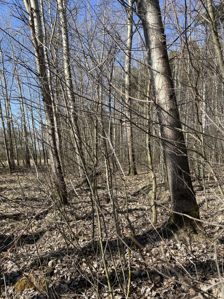 Działka rolna Zalesna. Zdjęcie 3