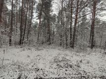 Działka leśna Przyłogi. Zdjęcie 3