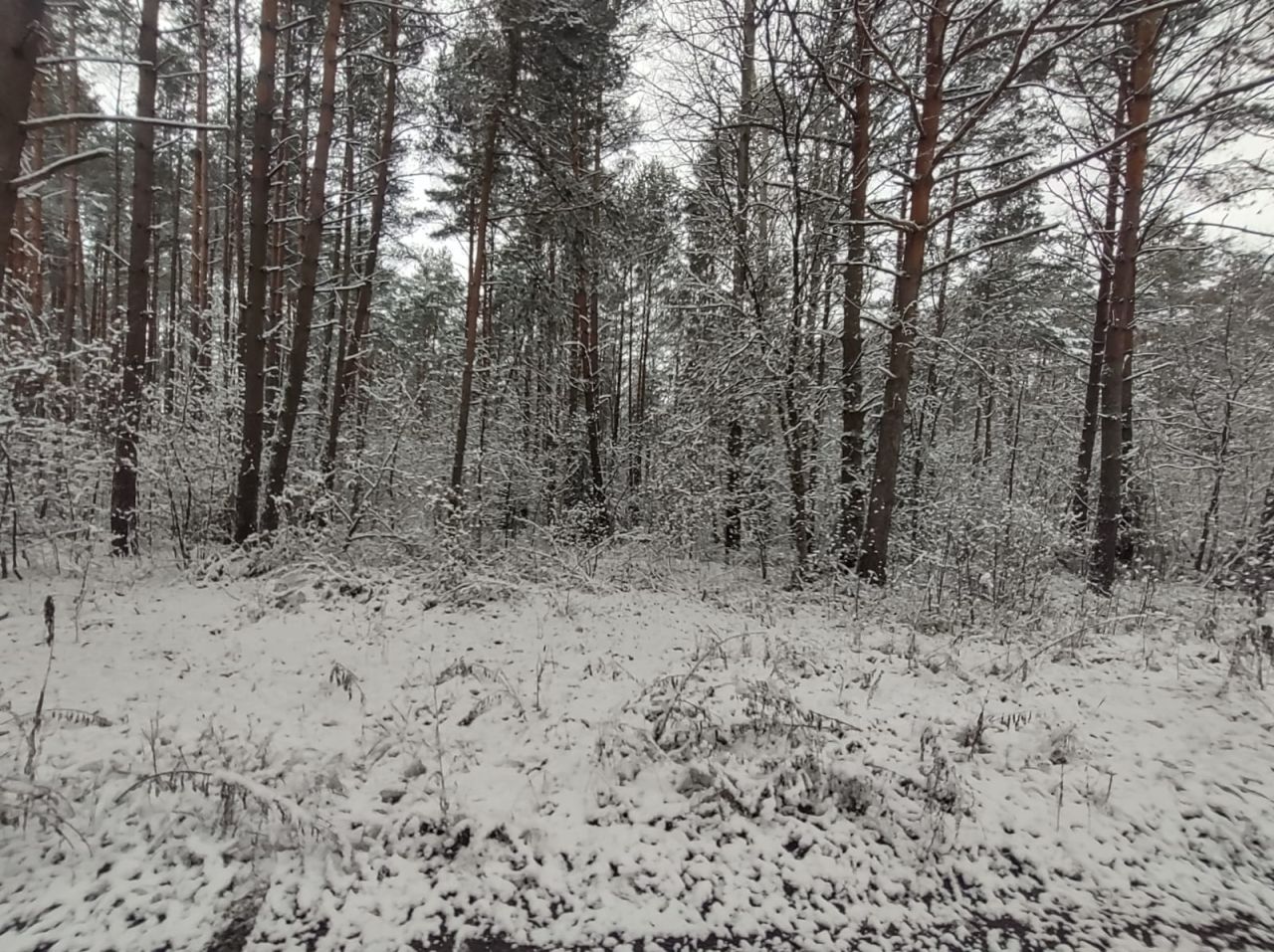 Działka leśna Przyłogi. Zdjęcie 4