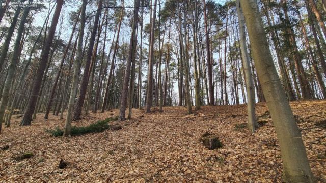 Działka leśna Bondyrz. Zdjęcie 2