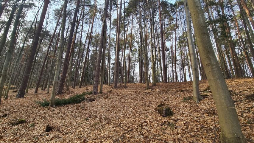 Działka leśna Bondyrz. Zdjęcie 2