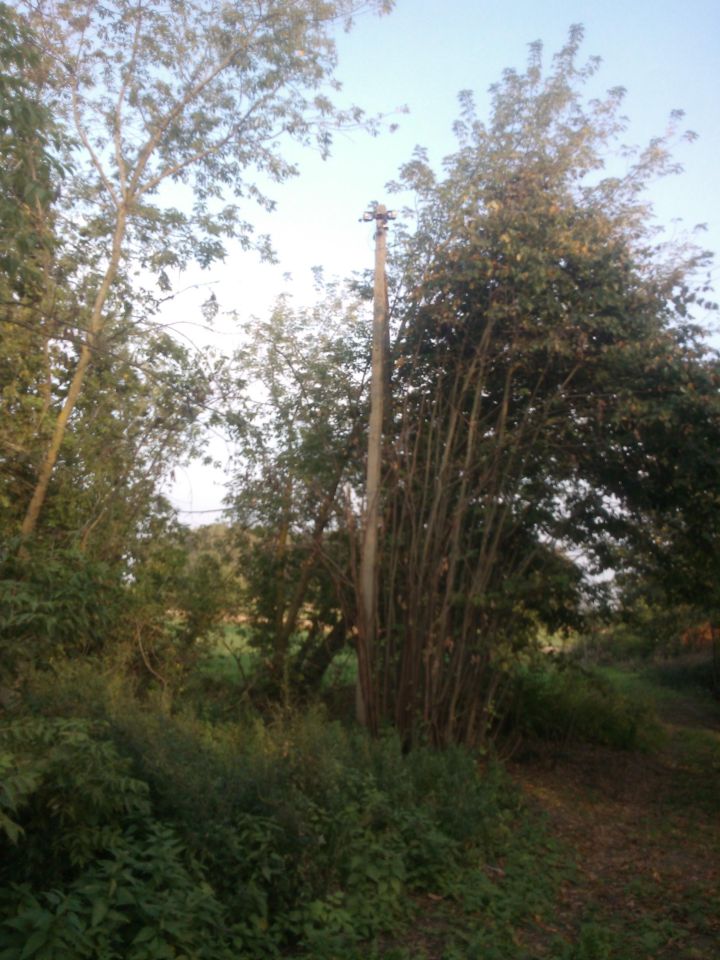 Działka siedliskowa Kosiorki. Zdjęcie 10