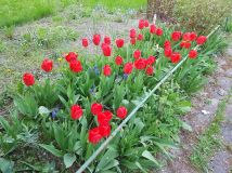 Działka rod Gliwice Stare Gliwice, ul. gen. Leopolda Okulickiego. Zdjęcie 2