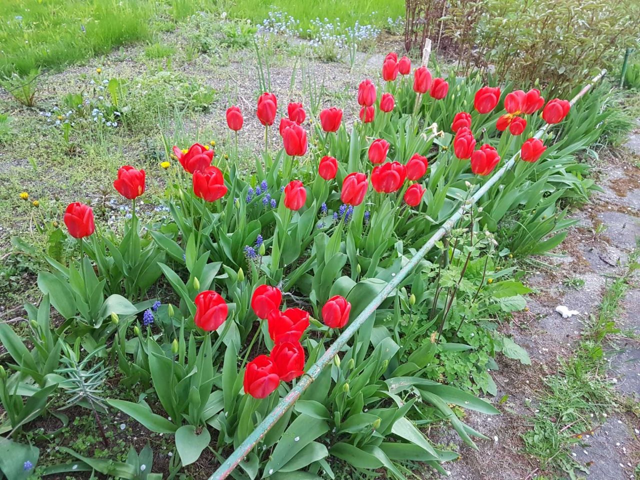 Działka rod Gliwice Stare Gliwice, ul. gen. Leopolda Okulickiego. Zdjęcie 3