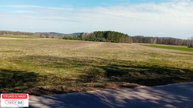 Działka leśna Korczyn. Zdjęcie 1