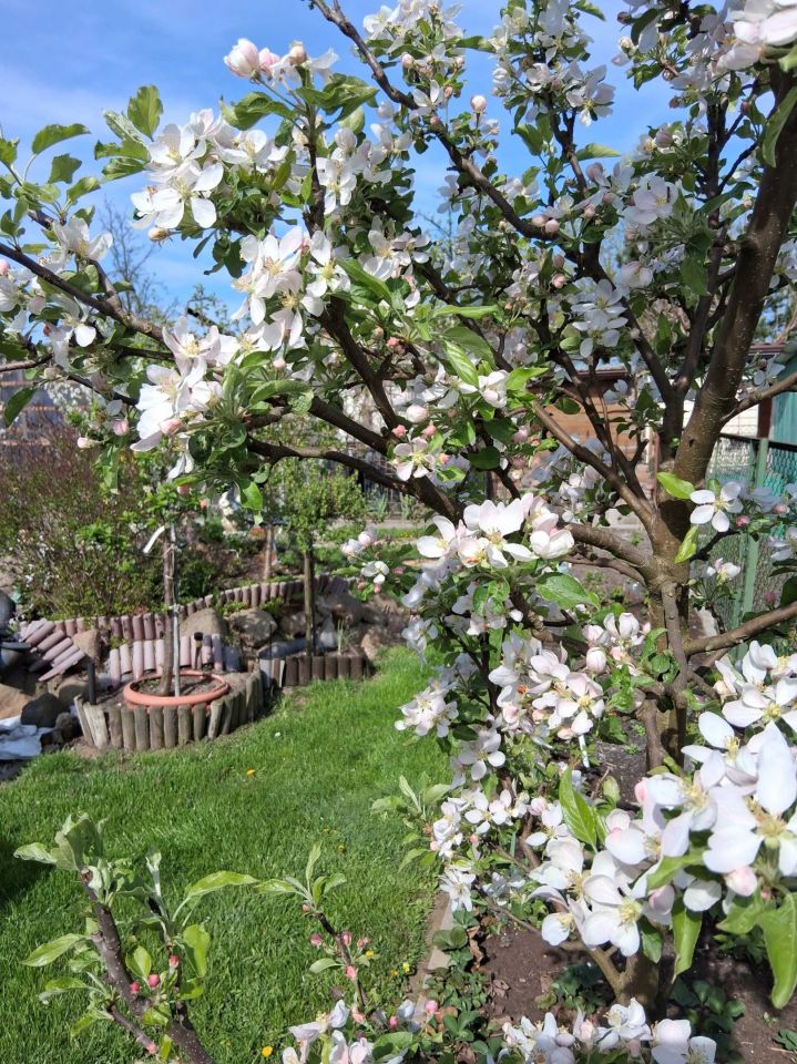 Działka rod Radzymin, ul. Polskiej Organizacji Wojskowej. Zdjęcie 6