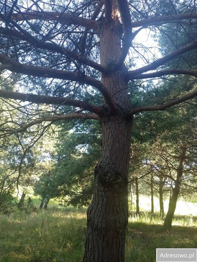 Działka budowlana Kożuszki-Parcel. Zdjęcie 5