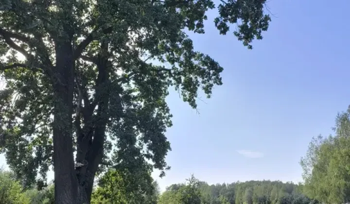 Działka budowlana Krzyżówka, ul. Wiejska