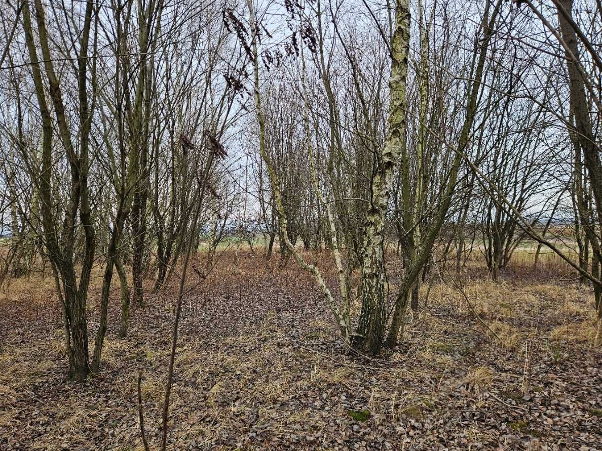 Działka leśna Zgłobień. Zdjęcie 8