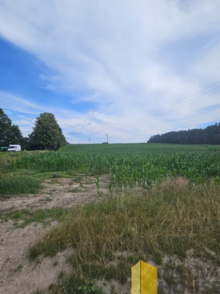 Działka leśna Pasieka. Zdjęcie 3