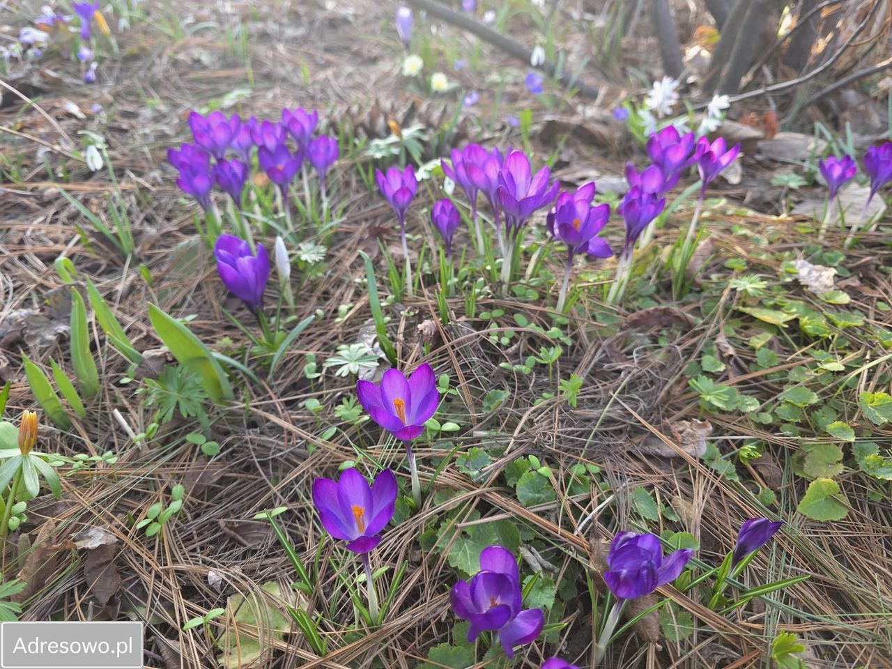 Działka rod Bielsko-Biała Kamienica. Zdjęcie 2