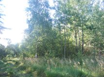 Działka leśna Orzełek. Zdjęcie 2