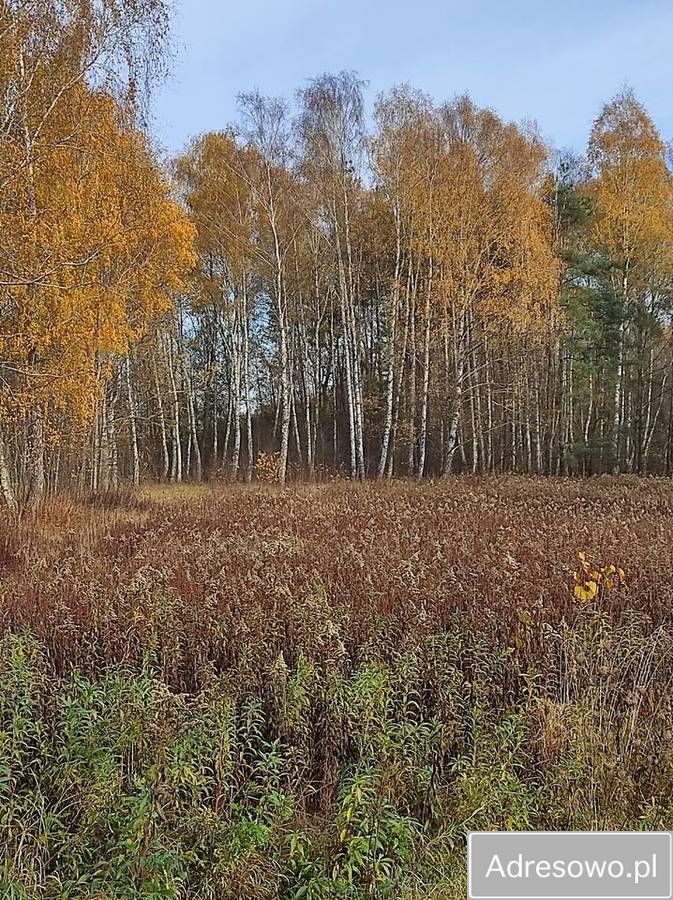 Działka leśna Piaseczno. Zdjęcie 2
