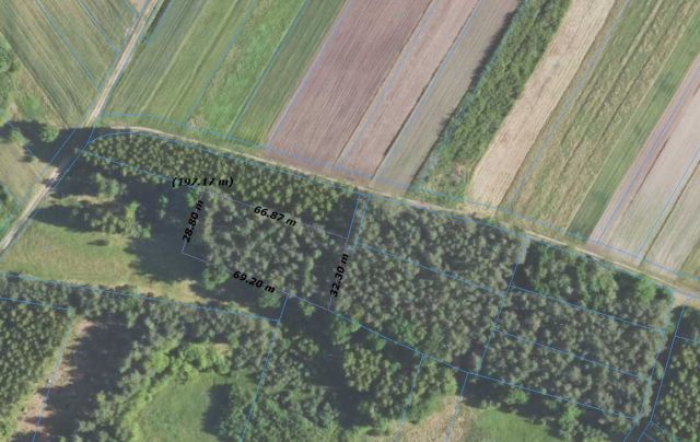 Działka leśna Piechoty. Zdjęcie 1