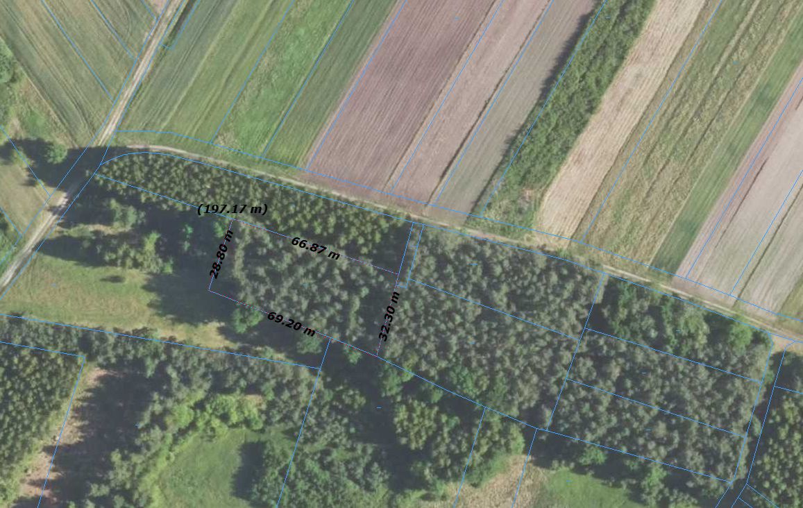 Działka leśna Piechoty. Zdjęcie 1