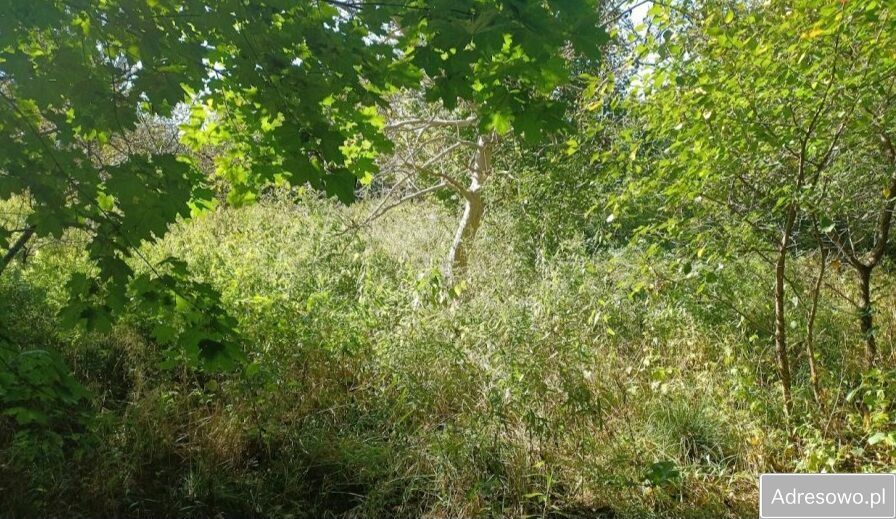 Działka inwestycyjna Trzciana. Zdjęcie 3