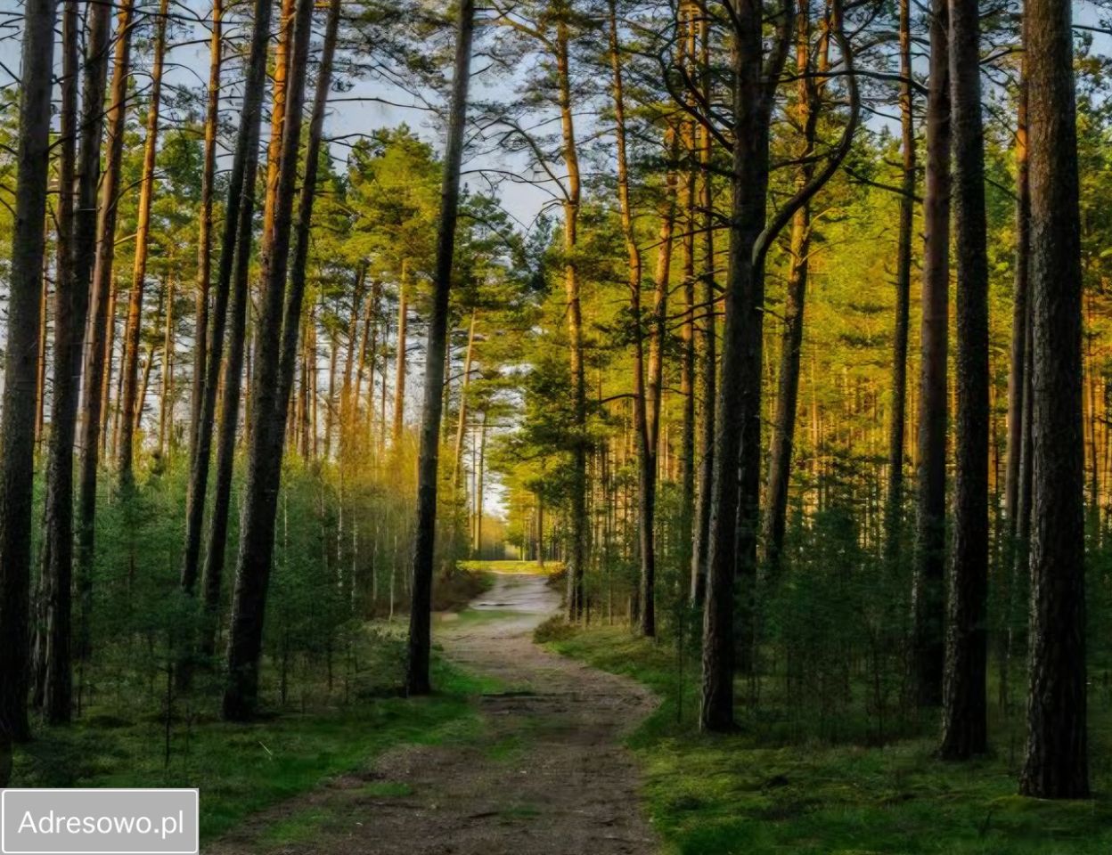 dom wolnostojący, 3 pokoje Drogoszowice. Zdjęcie 9