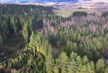 Działka rolna Czarna. Zdjęcie 4