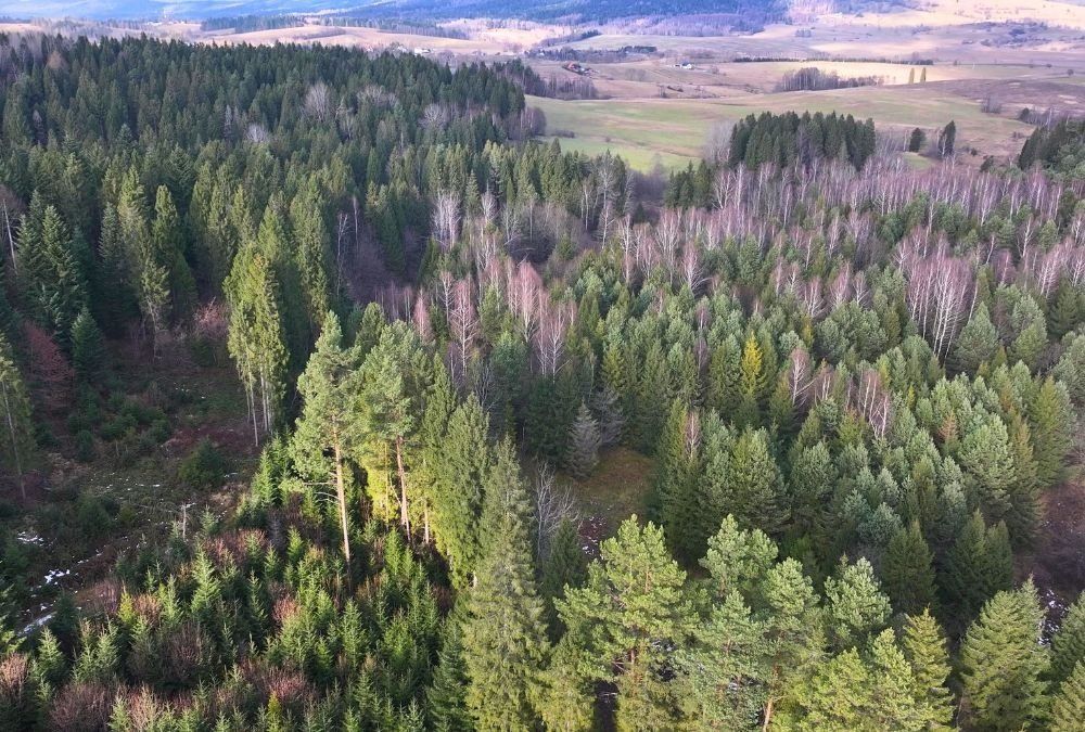 Działka rolna Czarna. Zdjęcie 6