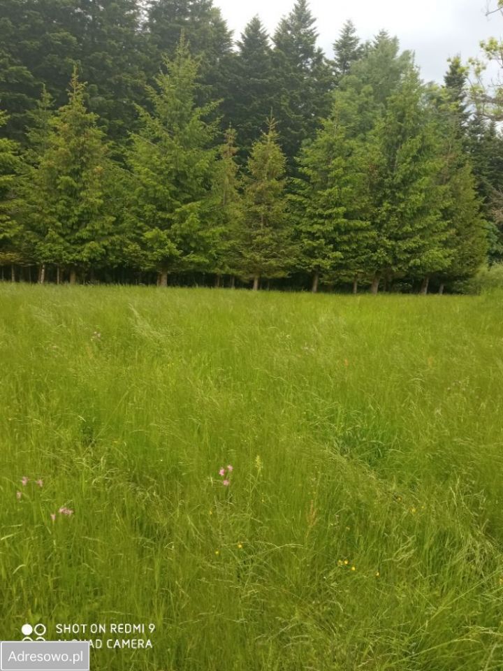 Działka rolno-budowlana Zawoja Błędna. Zdjęcie 5