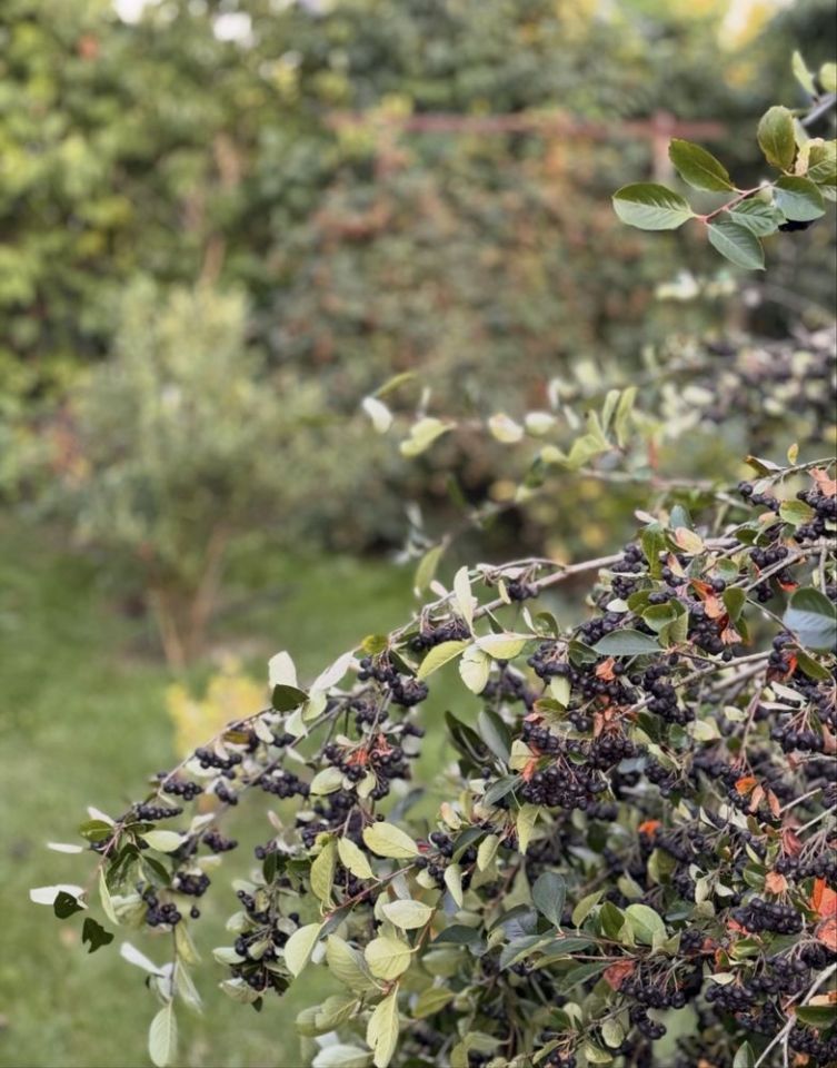 Działka rod Bolesławiec. Zdjęcie 8