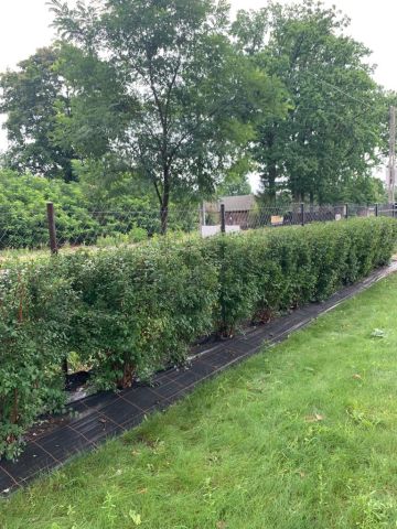 dom wolnostojący, 5 pokoi Warszawa Wawer, ul. Izbicka. Zdjęcie 21