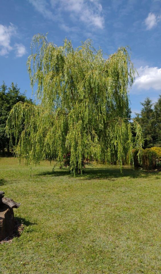 dom wolnostojący, 9 pokoi Sobącz. Zdjęcie 62