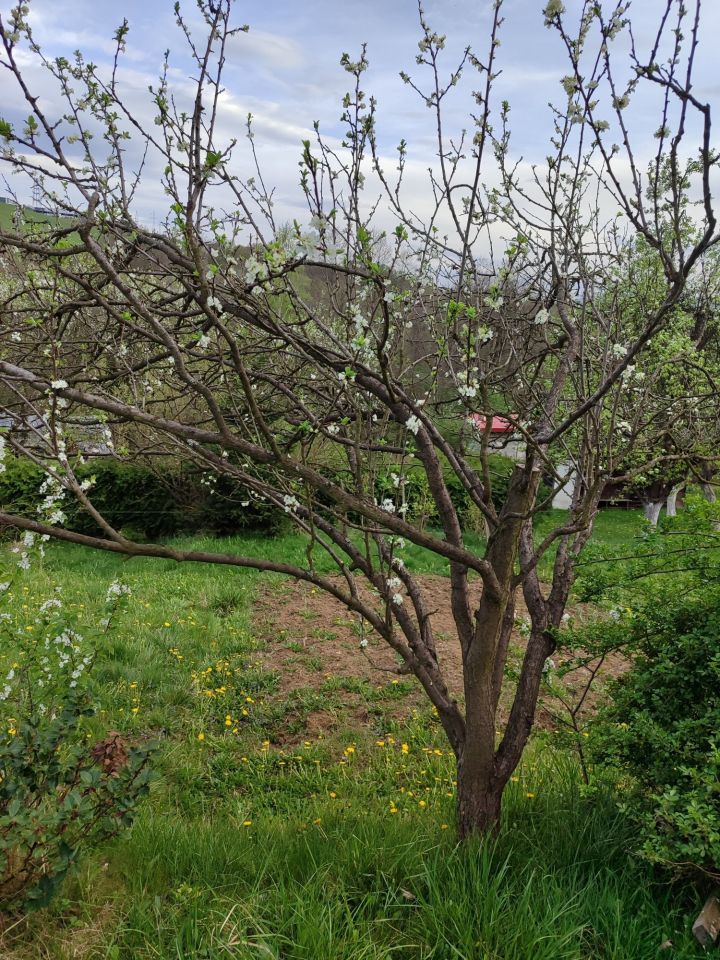Działka rod Bielsko-Biała, ul. Wincentego Witosa. Zdjęcie 5