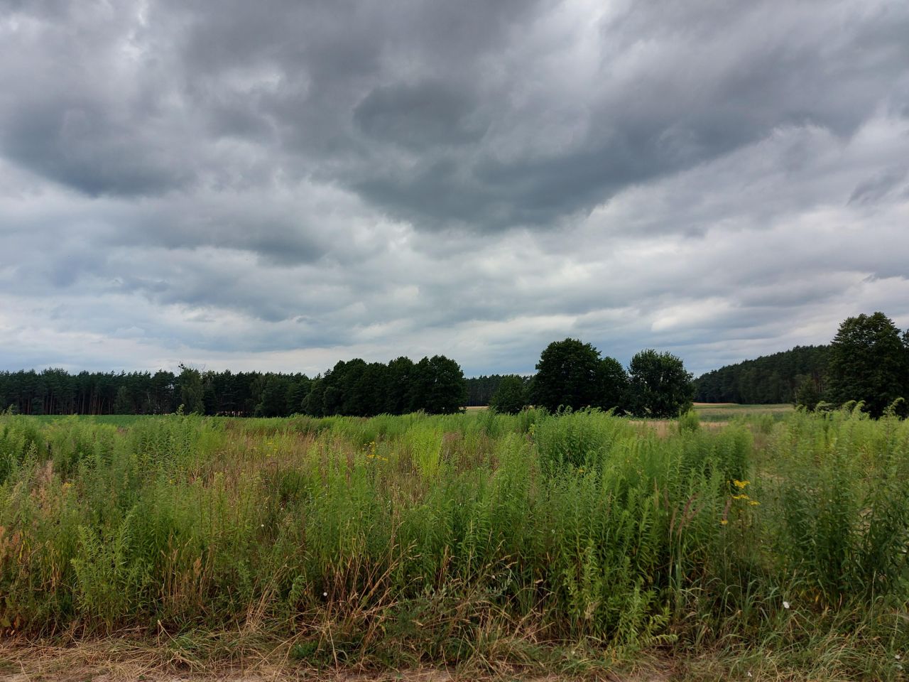 Działka budowlana Mosina, Bławatkowa. Zdjęcie 6