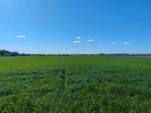Działka rolno-budowlana Nowy Belęcin. Zdjęcie 1