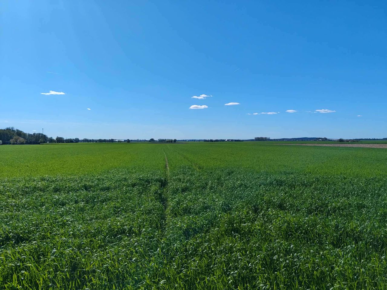 Działka rolno-budowlana Nowy Belęcin. Zdjęcie 2