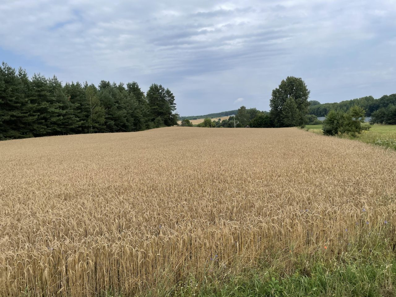 Działka rolno-budowlana Kopczany. Zdjęcie 13
