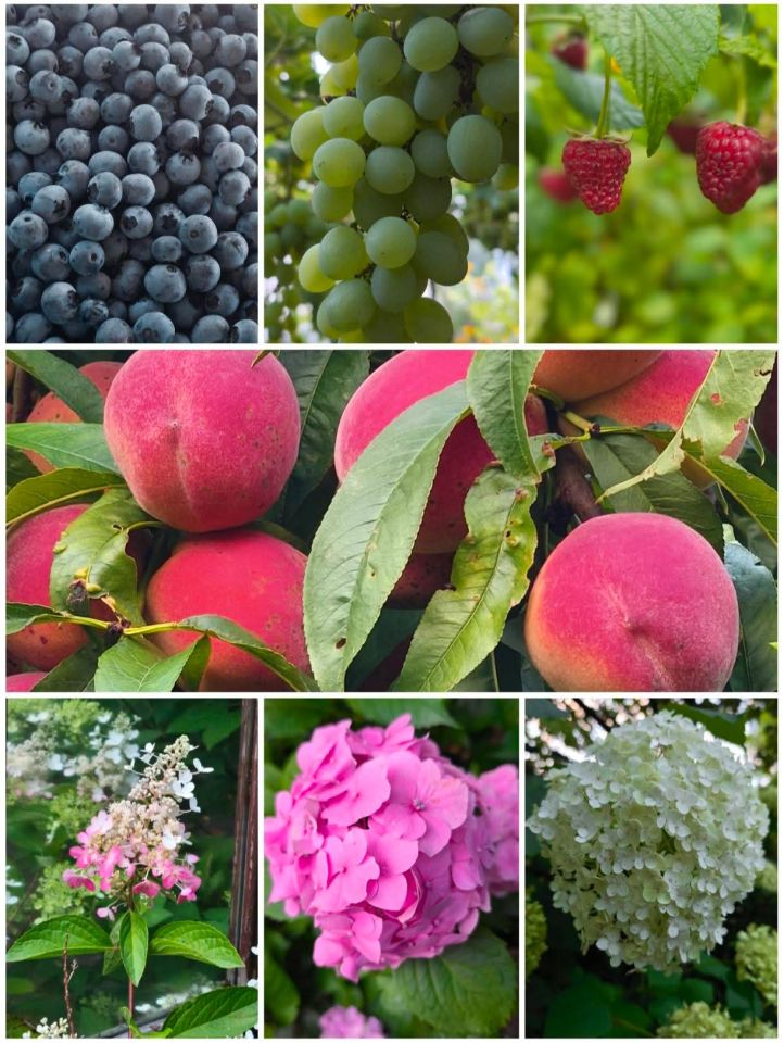 Działka rod Łódź Stare Polesie, ul. Janusza Kusocińskiego. Zdjęcie 7