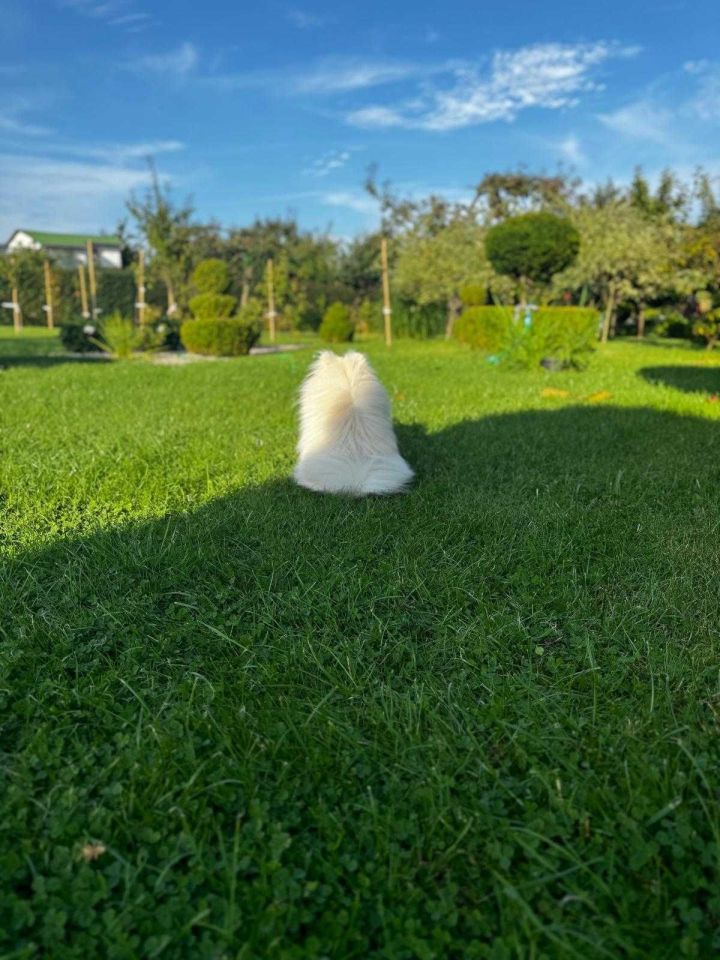 Działka rod Słupsk Centrum, ul. Stefana Banacha. Zdjęcie 2