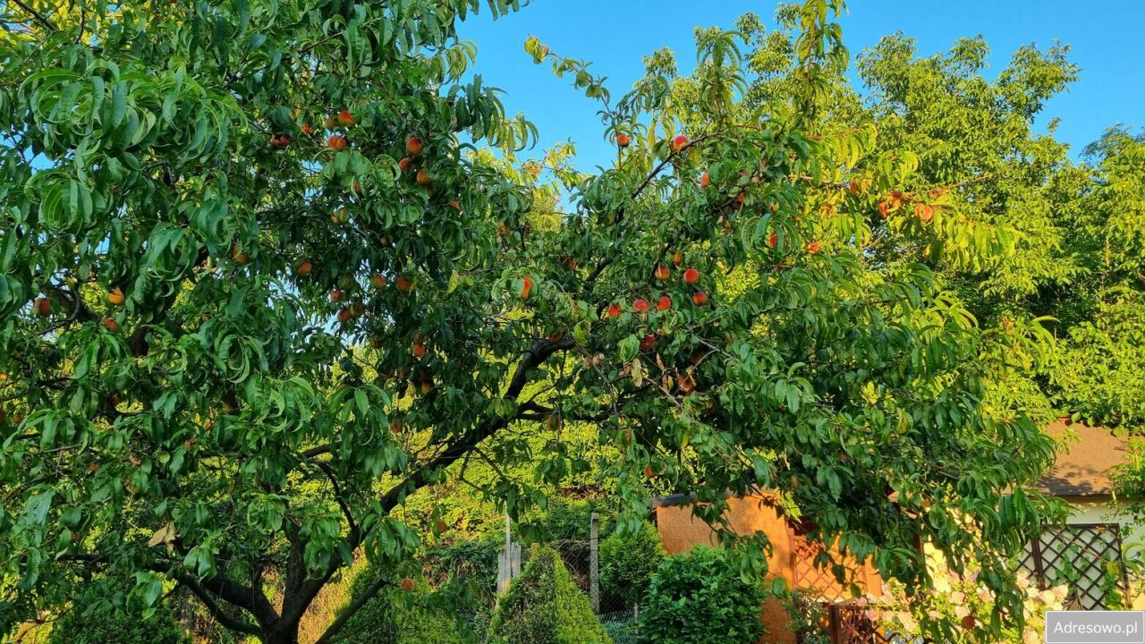 Działka rod Legnica, ul. Ogrodowa. Zdjęcie 8